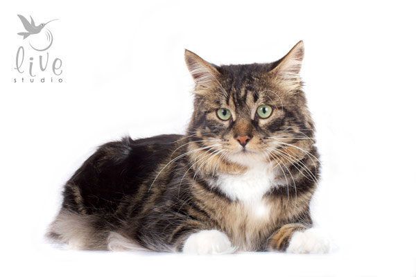 Bublik Sladkoe Pyatnyshko