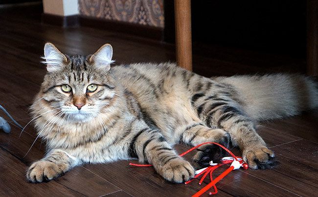 Emir Sladkoe Pyatnyshko