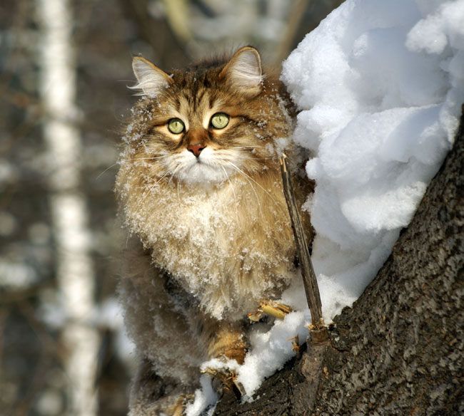 Ideal Sladkoe Pyatnyshko