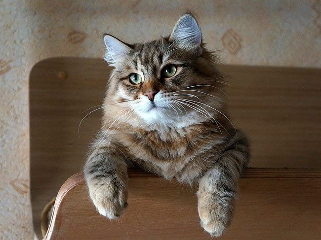 Istok Sladkoe Pyatnyshko