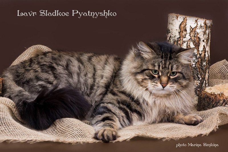 Lavr Sladkoe Pyatnyshko