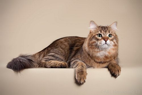 Manul Sladkoe Pyatnyshko