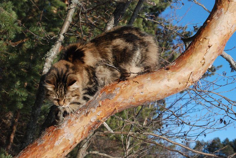 Pava Sladkoe Pyatnyshko