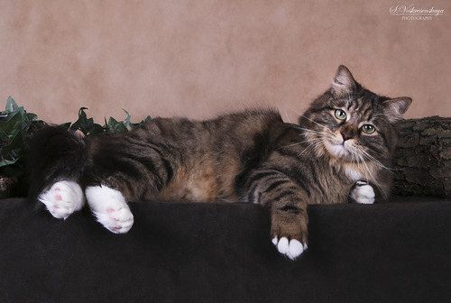 Ti-Mur Sladkoe Pyatnyshko