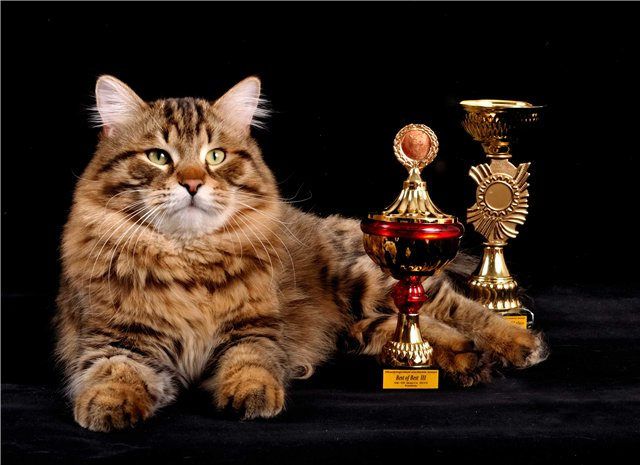 Veles Sladkoe Pyatnyshko