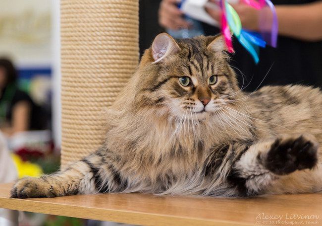 Vivat Sladkoe Pyatnyshko